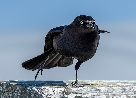 Brewer's blackbird