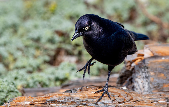 Brewer's blackbird