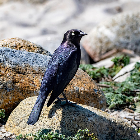 Brewer's blackbird