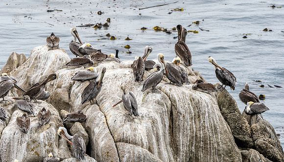 California brown pelican