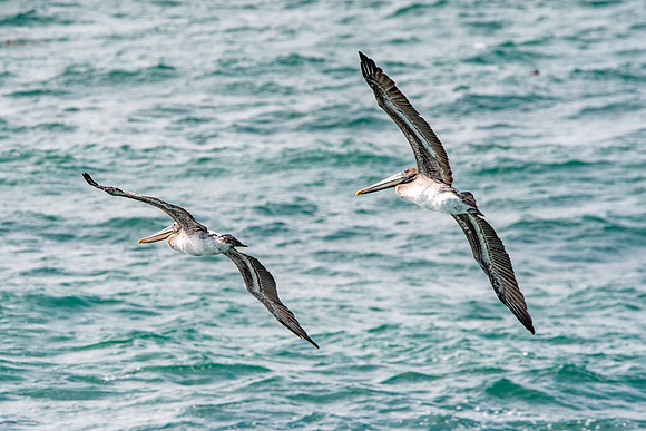 California brown pelican