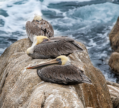 California brown pelican