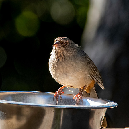 California Towhee