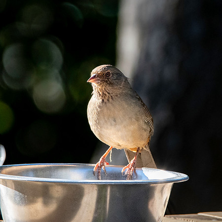 California Towhee