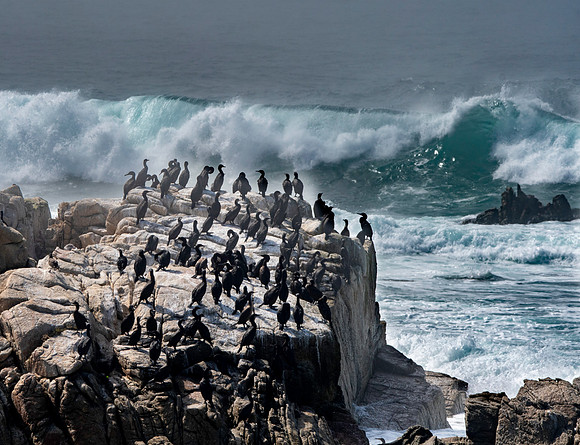 Cormorants, Pebble Beach