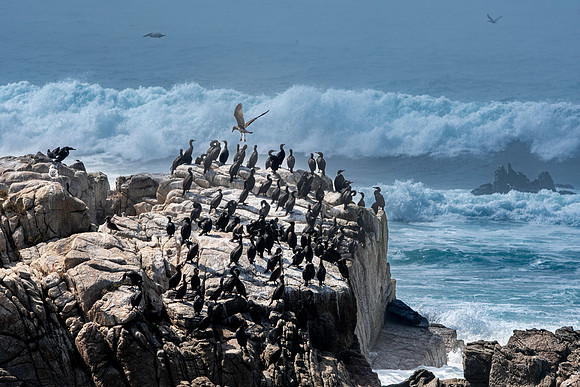 Cormorants, Pebble Beach