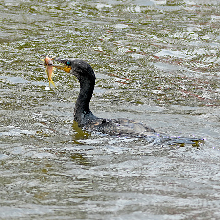 Indian cormorant / shag