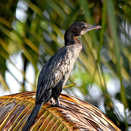 Little cormorant