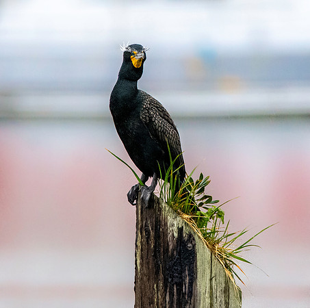 Double crested cormorant