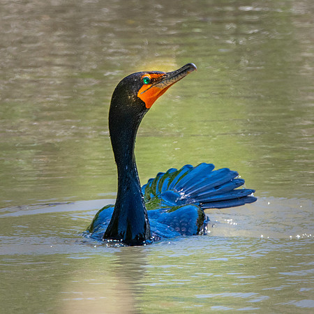 Pelagic cormorant