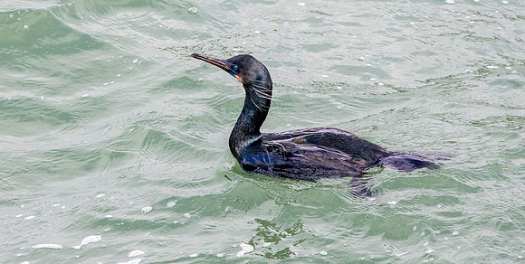 Brandt's cormorant