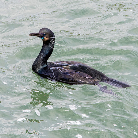 Brandt's cormorant