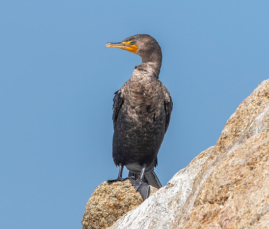 Double crested cormorant