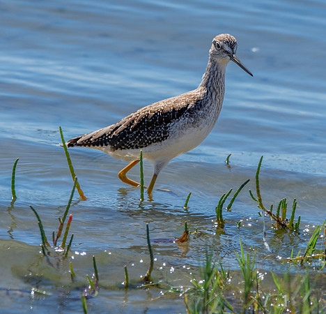 Greater yellow legs