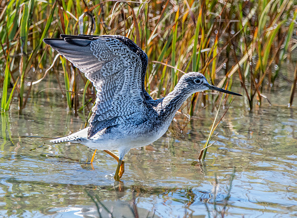Greater yellow legs