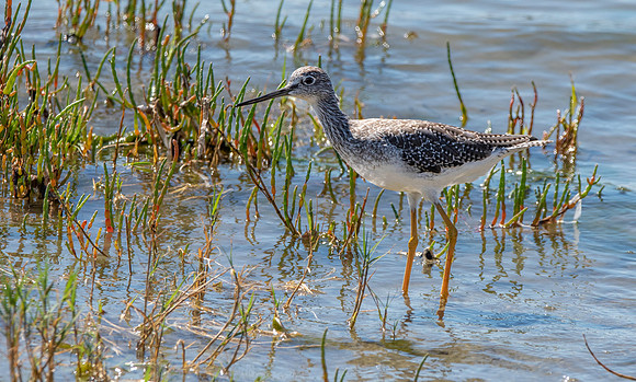 Greater yellow legs