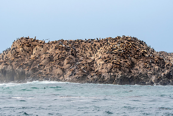 Harbor seals