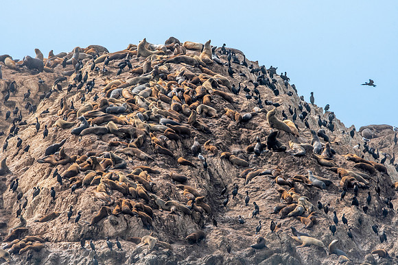 Harbor seals