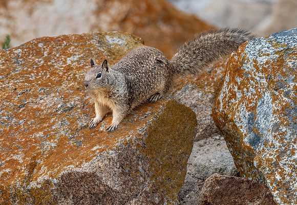 Rock squirrel