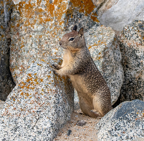 Rock squirrel