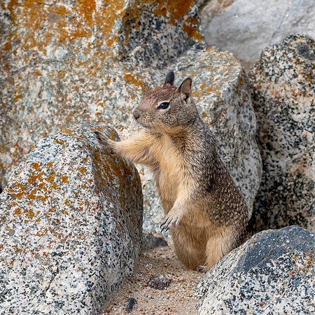 Rock squirrel