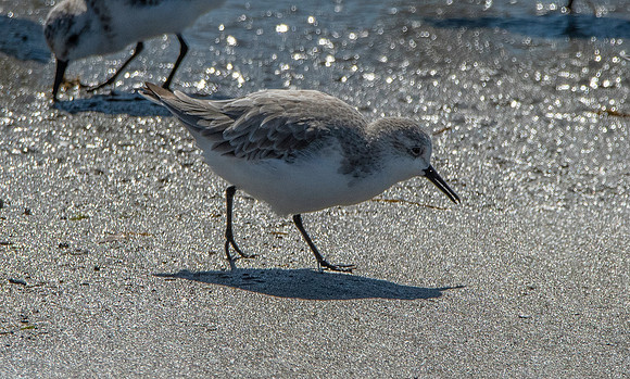 Western sandpiper
