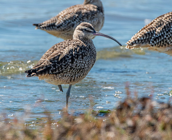 Hudsonian whimbrel