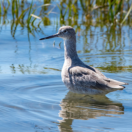 Willet