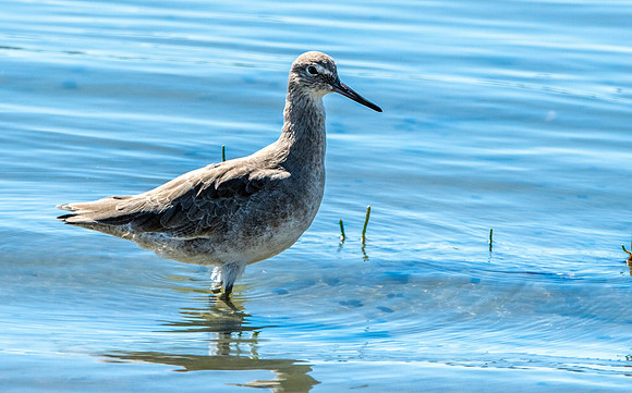 Willet