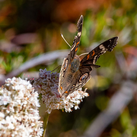 Common buckeye