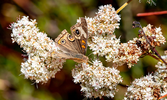 Common buckeye