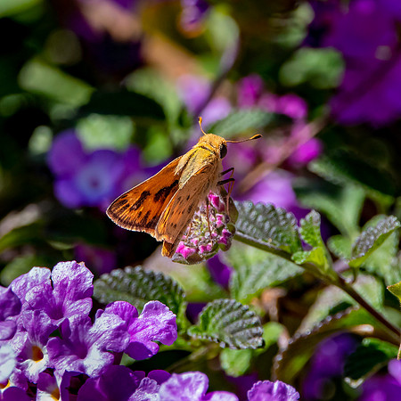 Fiery skipper