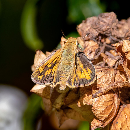 Fiery skipper