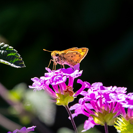 Fiery skipper
