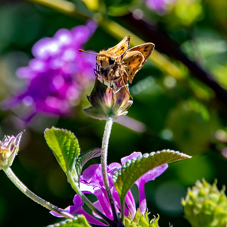 Fiery skipper