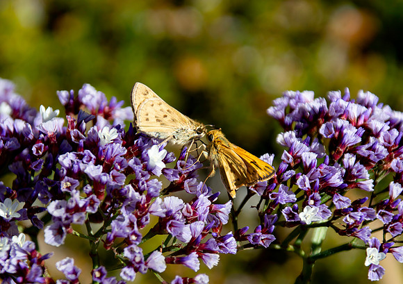 Fiery skipper