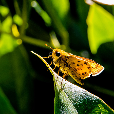 Fiery skipper