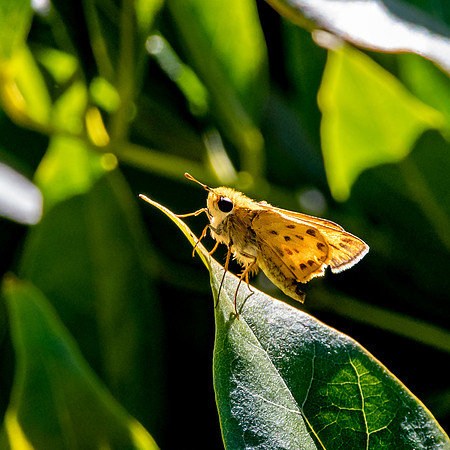 Fiery skipper