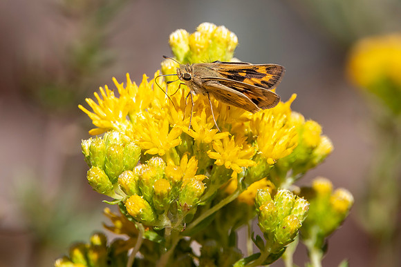 Fiery skipper