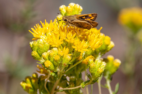 Fiery skipper