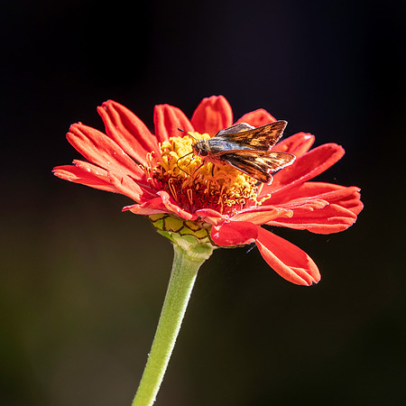 Fiery skipper