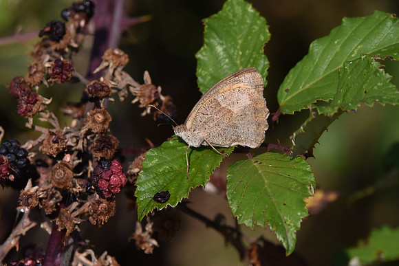 Meadow brown