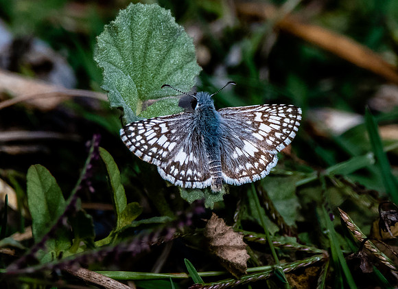 Common checkered skipper