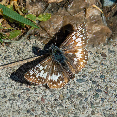 Common checkered skipper