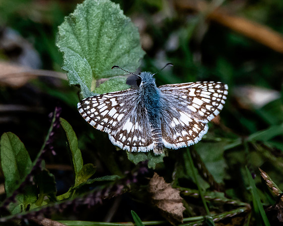Common checkered skipper