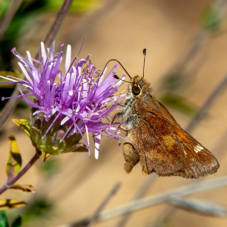 Umber skipper