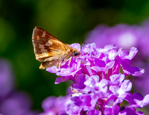 Woodland skipper