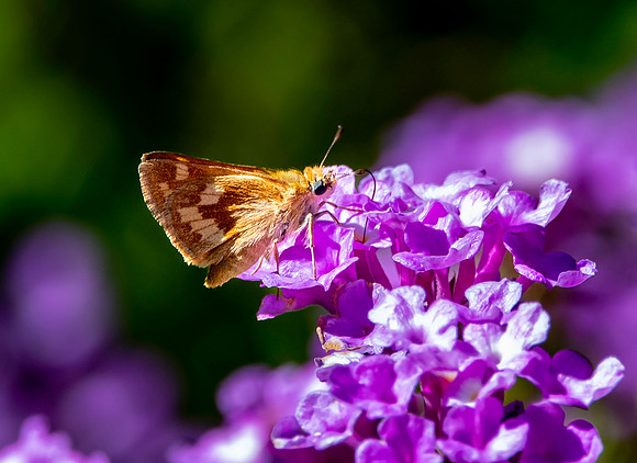 Woodland skipper