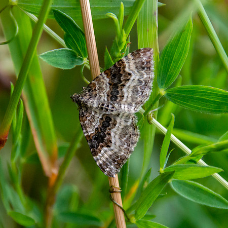 Carpet moth