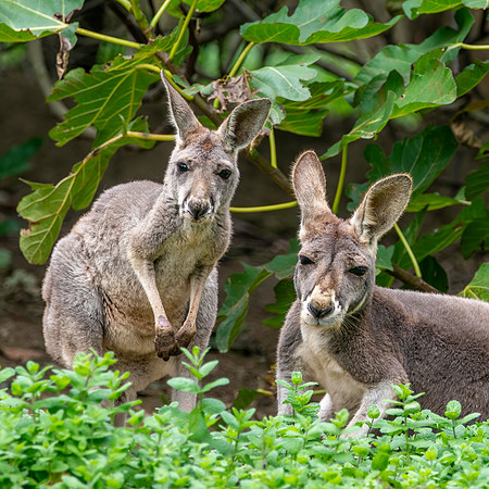 Red kangaroo
